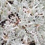 Artemisia glacialis List