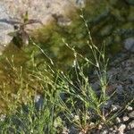 Juncus rechingeri Habitus