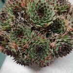 Sempervivum calcareum Лист