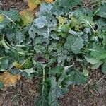 Brassica napus Φύλλο