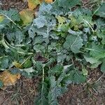 Brassica napus Frunză