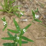 Euphorbia pubentissima Habit