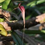 Bulbophyllum contortisepalum Flor
