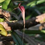 Bulbophyllum contortisepalum