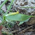 Lathyrus annuus Fruct