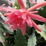 Disocactus phyllanthoides Blüte