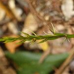 Cryptostylis arachnites 整株植物