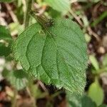 Clinopodium menthifolium Leaf