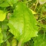 Plantago rugelii Folha