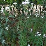 Vernonia polyantha Habit