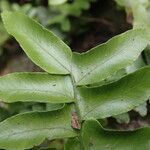 Arthropteris palisotii Leaf