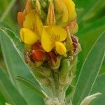 Crotalaria goreensis Blomst