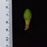 Dodecadenia grandiflora Diğer