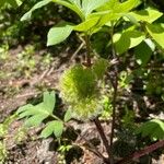 Hydrophyllum capitatum Blomst