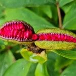 Paeonia mascula Fruit