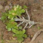 Aeonium leucoblepharum Plante entière