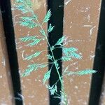 Poa pratensis Bleunienn