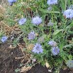 Jasione maritima Flor