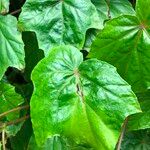 Begonia formosana Leaf