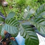 Cupania rufescens Other