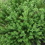 Hebe cupressoides 葉