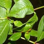 Cuphea appendiculata Leaf