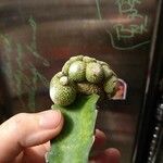 Blossfeldia liliputana Yaprak