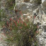 Penstemon baccharifolius Hábito