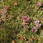 Trifolium alpinum Blomma