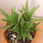 Aloe perfoliataList