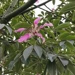 Ceiba speciosa Flower