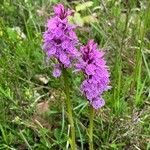 Dactylorhiza maculataKvět