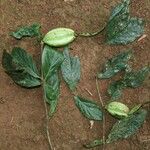 Rothmannia hispida Hábito