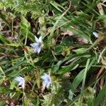 Sisyrinchium rosulatum Flower