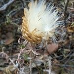 Rhaponticum coniferumFruit