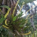 Bulbophyllum polypodioides List