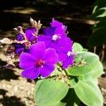 Tibouchina urvilleana Flower