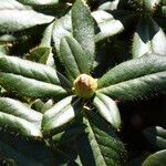 Rhododendron fulvum Flower