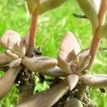 Echeveria bifida Hábito