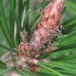 Pinus radiata Other