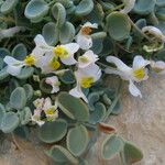 Sarcocapnos enneaphylla Flor