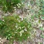Deschampsia flexuosa Flor