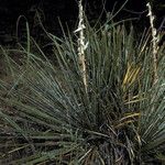 Yucca glauca অভ্যাস