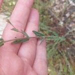 Hypericum linariifolium Leaf