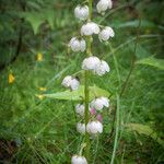 Pyrola media موطن