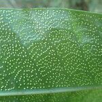 Microsorum punctatum Leaf