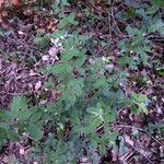 Cytisus villosus Celota