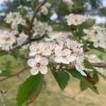 Crataegus viridis Lorea
