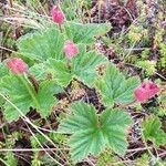 Rubus chamaemorus Habitus