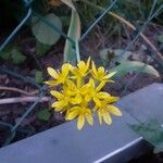 Allium moly Цветок